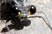 Common Flatwing (Austroargiolestes icteromelas)
